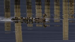 la famille canard